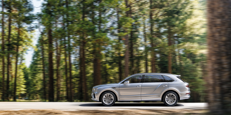 Bentley Dubai Bentley Bentayga Extended Wheelbase SUV in Moonbeam paint driving dynamically on a forest road